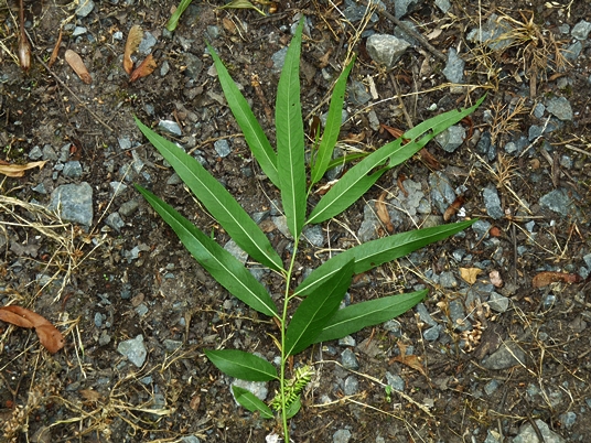 {Salix nigra}